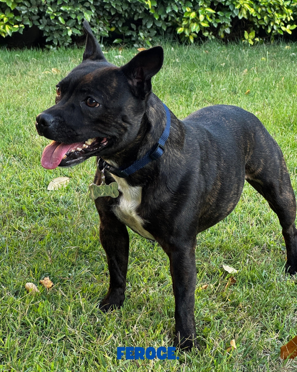 Médaille personnalisée FÉROCE portée par un chien