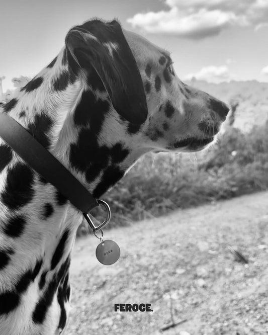 Médaille personnalisée ronde FEROCE portée par un chien